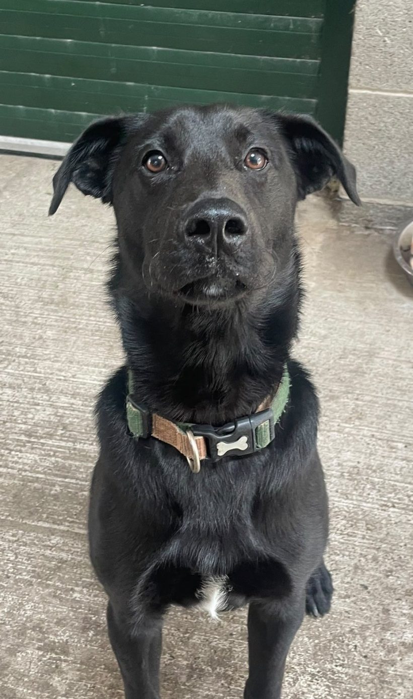 Bodhi
