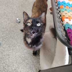 Maggie