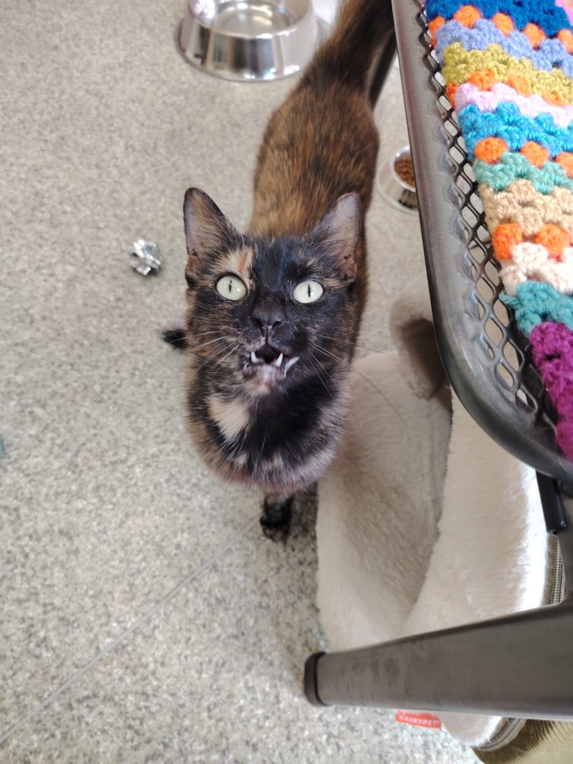 Maggie