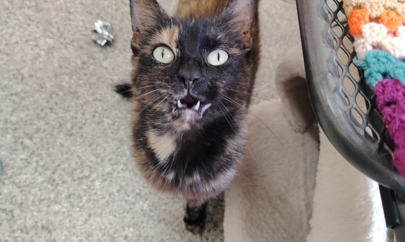 Maggie