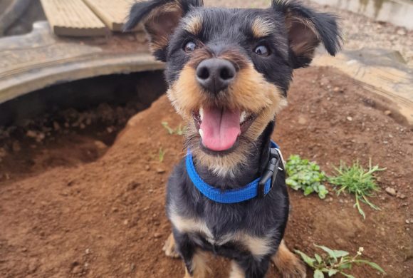 Mikko