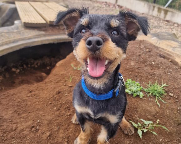 Mikko