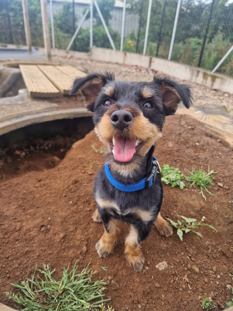 Mikko
