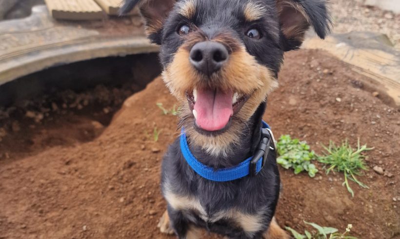 Mikko