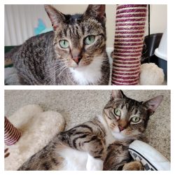 Phoenix & Sphynx