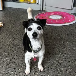 Trixie