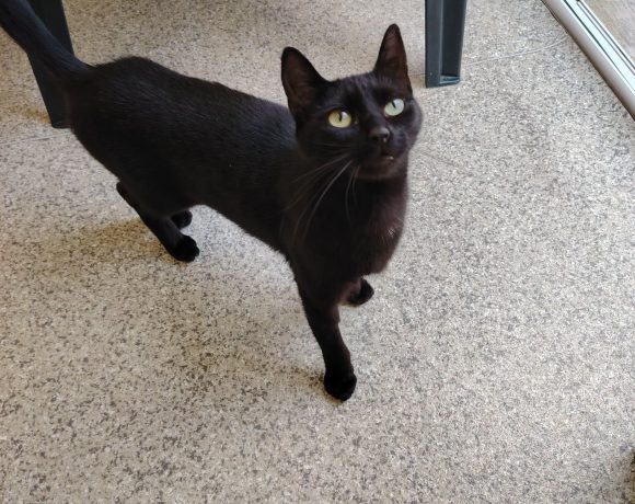 Ebony
