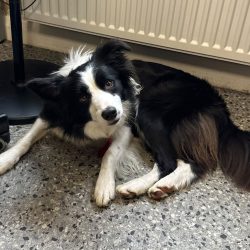 Bella