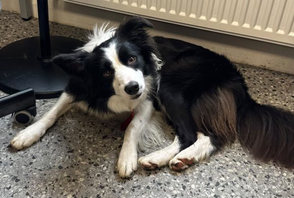 Bella