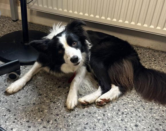 Bella