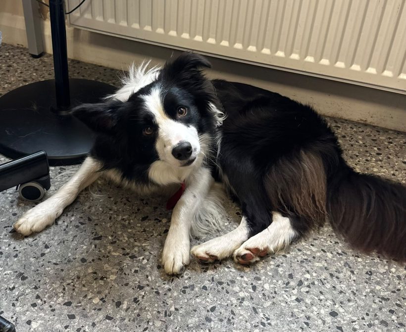 Bella