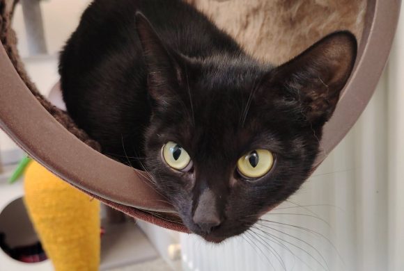 Delilah