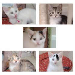 MachoMan, Indie, Flower Puff, Ellie, Daisy