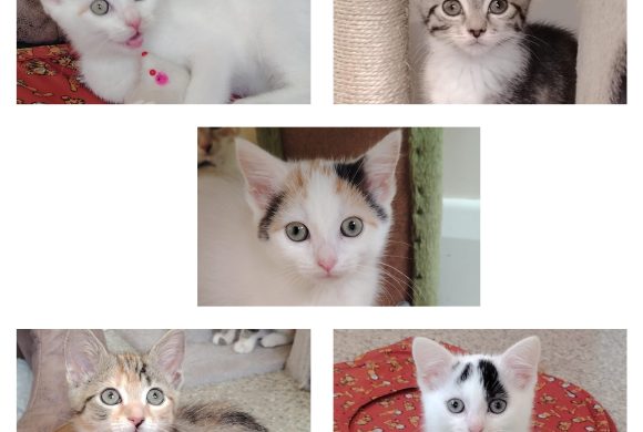 MachoMan, Indie, Flower Puff, Ellie, Daisy