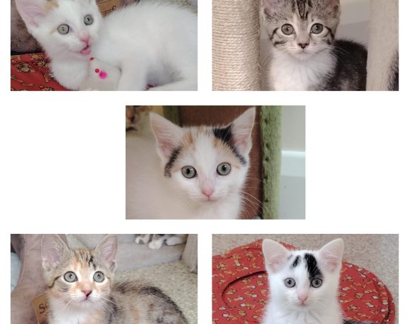 MachoMan, Indie, Flower Puff, Ellie, Daisy