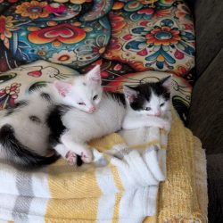 Sooty & Sweep