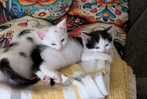 Sooty & Sweep