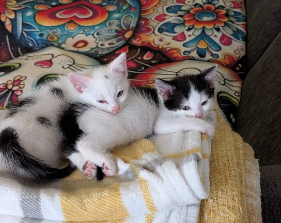 Sooty & Sweep