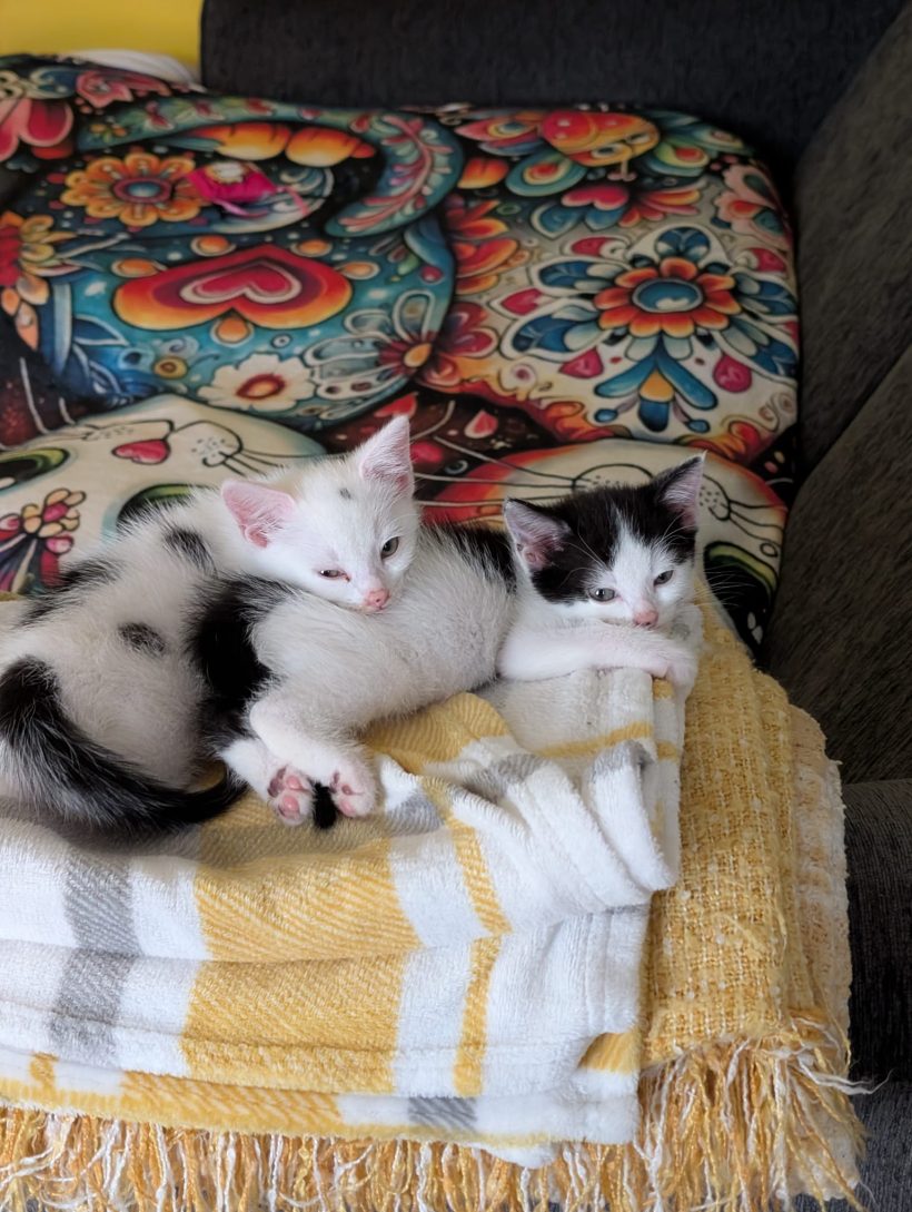 Sooty & Sweep