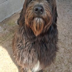 Darla