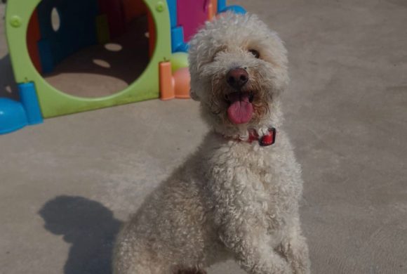 Frankie