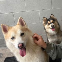 Covie and Nala