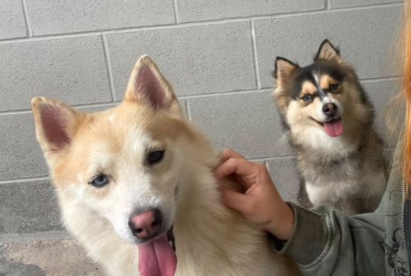 Covie and Nala