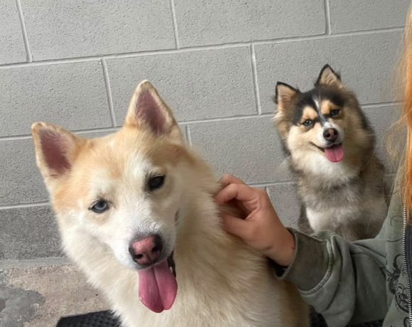 Covie and Nala