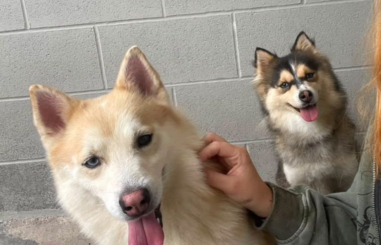 Covie and Nala