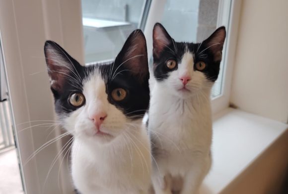 Flo & Mo