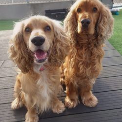 Harvey and Riley