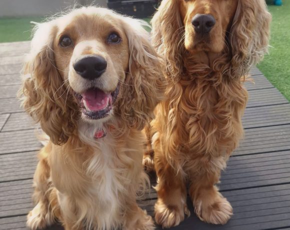 Harvey and Riley