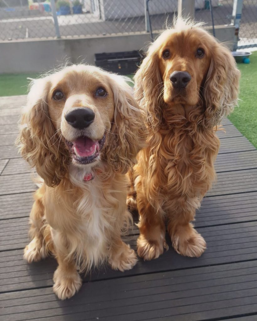 Harvey and Riley