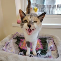 Nala