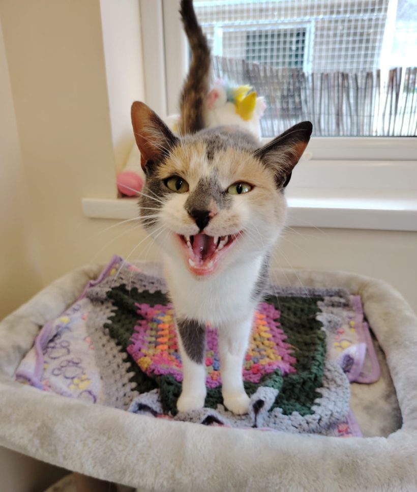 Nala Nala