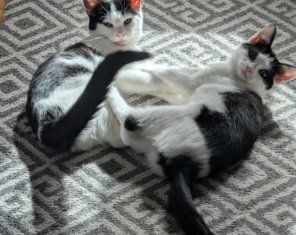Daisy and Rose
